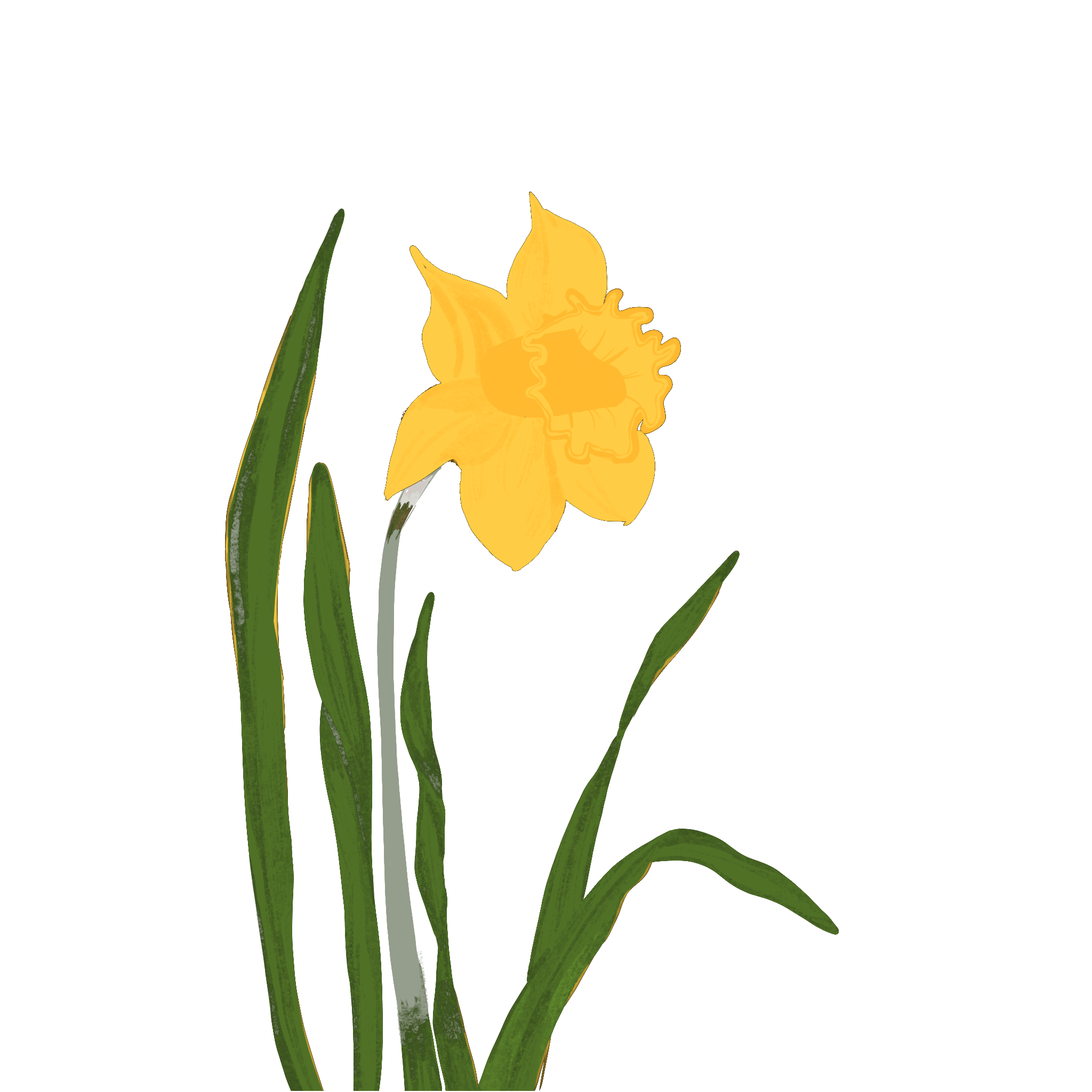 Hand-drawn daffodil illustration