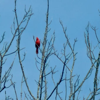 A cardinal perched on bare branches