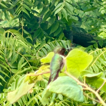 A hummingbird among green leaves